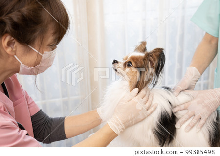 A female veterinarian examining a papillon 99385498