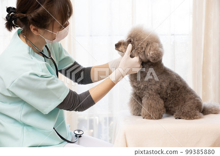 A female veterinarian examining a toy poodle A female veterinarian examining a toy poodle 99385880