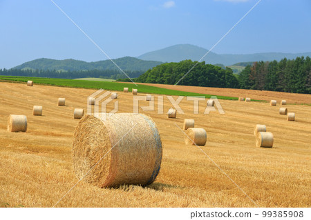 北海道_美瑛景觀與大麥草卷 99385908