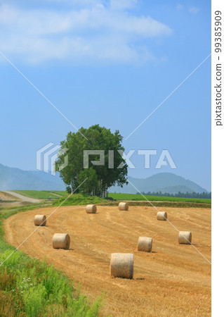 北海道_美瑛景觀與大麥草卷 99385909