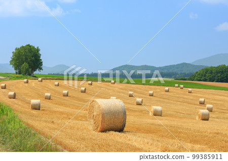 北海道_美瑛景觀與大麥草卷 99385911