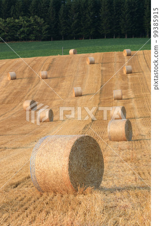 Hokkaido_Biei landscape with barley grass rolls 99385915