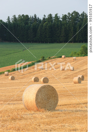 Hokkaido_Biei landscape with barley grass rolls Hokkaido_Biei landscape with barley grass rolls 99385917