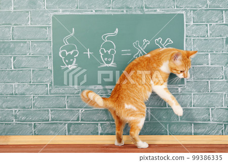 Cat school Cat school 99386335