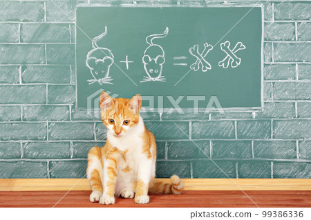 Cat school 99386336