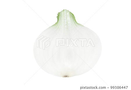 新洋蔥插圖真實 99386447