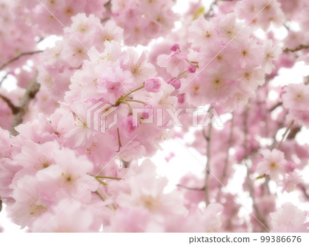 Blooming weeping cherry blossoms in the park Focus on the flowers - soft focus version Blooming weeping cherry blossoms in the park Focus on the flowers - soft focus version 99386676