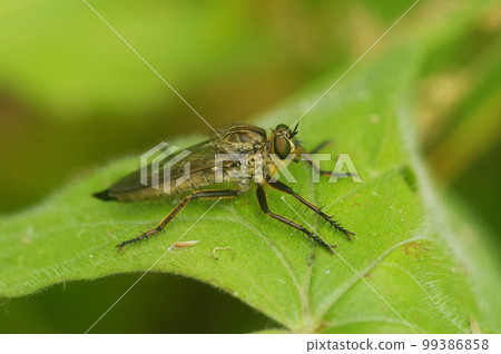 Closeup on a hairy Golden-tabbed Robberfly, Eutolmus rufibarbis sitting on a green leaf Closeup on a hairy Golden-tabbed Robberfly, Eutolmus rufibarbis sitting on a green leaf 99386858