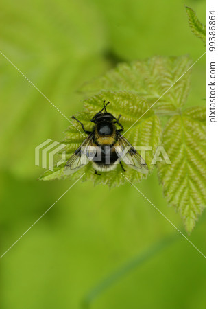 Vertical closeup on a bumblee mimicking plumehorn hoverfly, Volucella plumifrons sitting on a green leaf Vertical closeup on a bumblee mimicking plumehorn hoverfly, Volucella plumifrons sitting on a green leaf 99386864