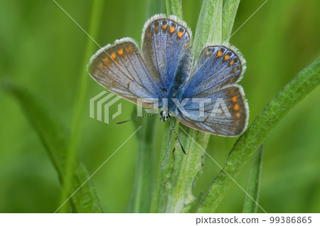 Closeup on the small and colorful Icarus blue butterfly, Polyommatus icarus with spread wings in the grass Closeup on the small and colorful Icarus blue butterfly, Polyommatus icarus with spread wings in the grass 99386865