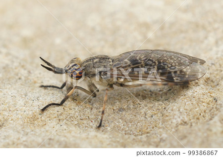 Closeup on a European horse or cleg fly, Haematopota italica sitting on stone Closeup on a European horse or cleg fly, Haematopota italica sitting on stone 99386867