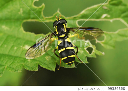 Closeup shot of a superb ant-hill hoverfly on a green branch - Xanthogramma pedissequum sitting in the green vegetation Closeup shot of a superb ant-hill hoverfly on a green branch - Xanthogramma pedissequum sitting in the green vegetation 99386868
