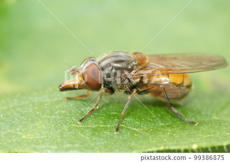 Closeup on a red common snoutfly, Rhingia campestris sitting on a green common ivy leaf in the garden 99386875