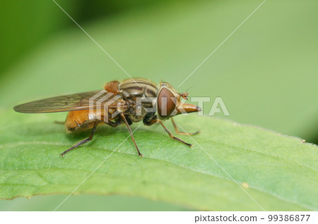 Closeup on a red common snoutfly, Rhingia campestris sitting on a green common ivy leaf in the garden 99386877
