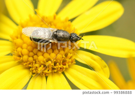 Closeup on the Common Green Colonel, Oplodontha viridula, sitting on a yellow flower 99386888