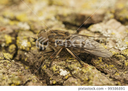Closeup on a grey colored horse or cleg fly, Tabanus autumnalis sitting on wood Closeup on a grey colored horse or cleg fly, Tabanus autumnalis sitting on wood 99386891