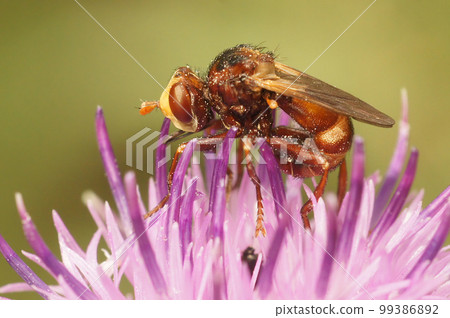 Closeup on the odd shaped , Ferruginous Bee-grabber fly, Sicus ferrugineus, sitting on a purple knapweed flower 99386892