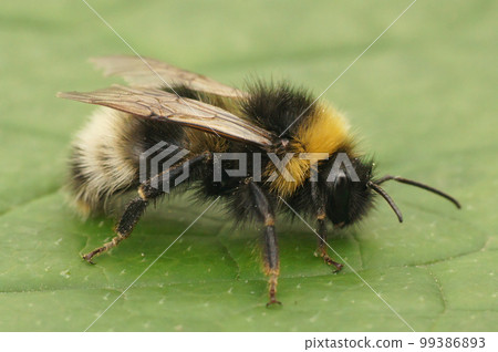 Closeup on the forest four colored cuckoo-bumblebee, Bombus sylvestris on a green leaf in the garden 99386893