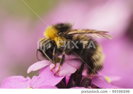 Closeup on the forest four colored cuckoo-bumblebee, Bombus sylvestris on a pink walflower, Erysimum cheiri 99386896