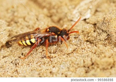 Closeup on a colorful red female Lathbury's nomad cuckoo bee, Nomada lathburiana sitting in the sand 99386898