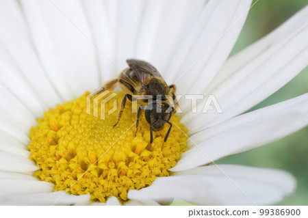 Closeup on a small furrow bee, Lasioglossum calceatum drinking nectar from a common daisy flower, Bellis perennis Closeup on a small furrow bee, Lasioglossum calceatum drinking nectar from a common daisy flower, Bellis perennis 99386900