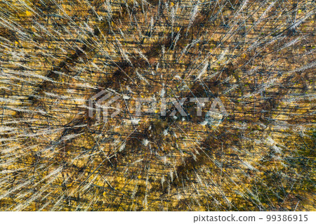 Drone view of a dead forest. Landscape from the air on an autumn forest Drone view of a dead forest. Landscape from the air on an autumn forest 99386915