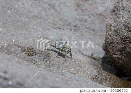 岩石上的螃蟹，以保護色消失。 99386962