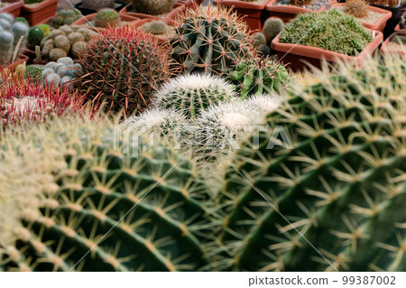 Big group of cactuses Big group of cactuses 99387002