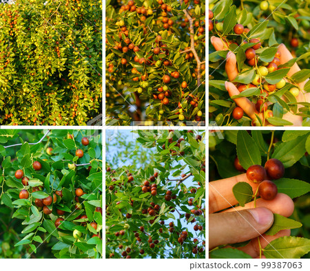 Ziziphus jujuba, commonly called jujube, red date, Chinese date collage. Square image Ziziphus jujuba, commonly called jujube, red date, Chinese date collage. Square image 99387063