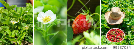 Collage of organic strawberries in the garden. Rural business Collage of organic strawberries in the garden. Rural business 99387084