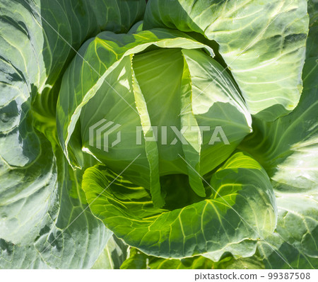 white cabbage green color top view close-up 99387508