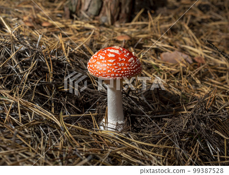 Poisonous mushroom red fly agaric in a coniferous forest in autumn Poisonous mushroom red fly agaric in a coniferous forest in autumn 99387528