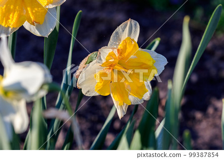 beautiful summer Split-crowned daffodils Split-Corona beautiful summer Split-crowned daffodils Split-Corona 99387854