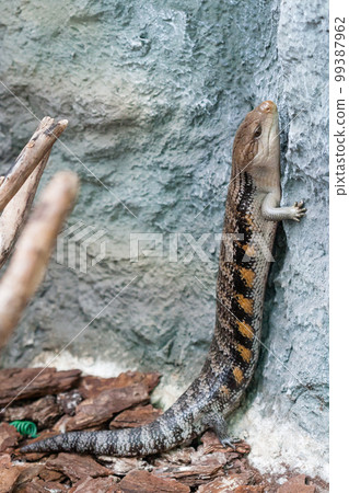 The scaling lizard scrambles forward 99387962