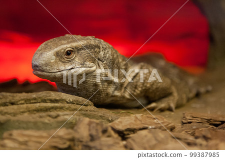 Lizard on stone closeup Lizard on stone closeup 99387985