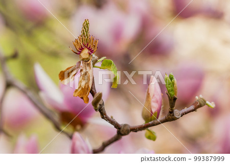 Macro blooming magnolia on a close-up branch 99387999