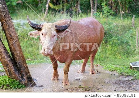 Banteng or red bull asian animal in farm area taking shower. 99388191