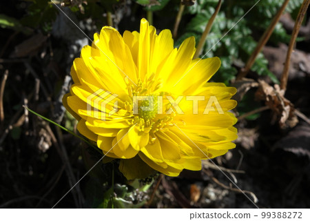A flower that heralds spring, Amur adonis, New Year's Day grass 99388272