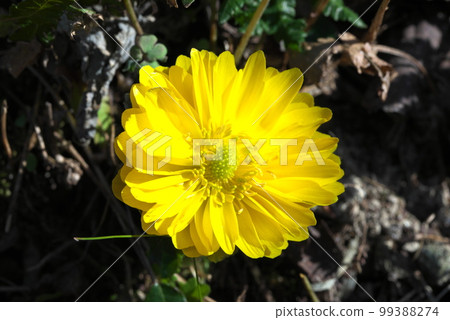 A flower that heralds spring, Amur adonis, New Year's Day grass 99388274