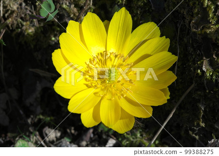 A flower that heralds spring, Amur adonis, New Year's Day grass 99388275