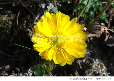 A flower that heralds spring, Amur adonis, New Year's Day grass 99388277