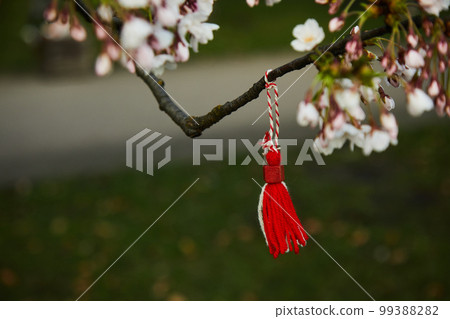 Bulgarian traditional spring decor martenitsa on the blossom tree. Baba Marta holiday. 99388282
