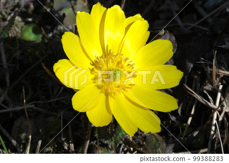 A flower that heralds spring, Amur adonis, New Year's Day grass 99388283