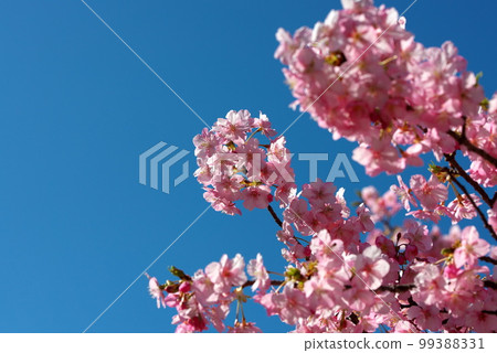 Kawazu Sakura Kawazuzakura 99388331