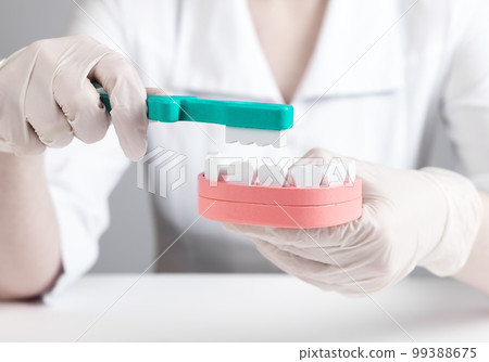 Dentist brushing teeth in jaw model. Stomatology, oral hygiene concept. Doctor in lab coat and gloves sitting at table and holding toothbrush and mouth layout. 99388675