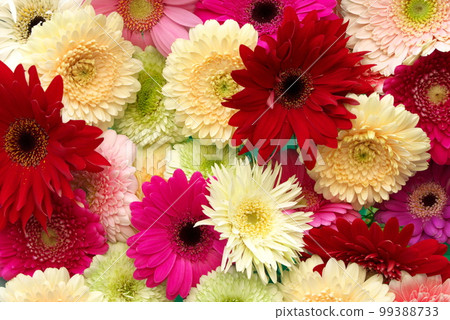 Colorful gerbera Colorful gerbera 99388733