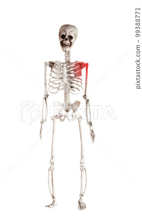 Skeleton isolated on white background. Shoulder pain. Human layout with red point. Overuse, tendons injury, arthritis consequences. Health problems, anatomy concept. Skeleton isolated on white background. Shoulder pain. Human layout with red point. Overuse, tendons injury, arthritis consequences. Health problems, anatomy concept. 99388771