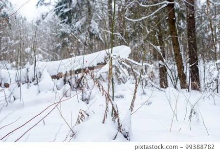 Fallen tree trunk under snow in snowy forest, woods in winter nature, cold weather Fallen tree trunk under snow in snowy forest, woods in winter nature, cold weather 99388782