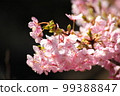 河津櫻Kawazuzakura 河津櫻Kawazuzakura 99388847