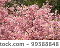 河津櫻Kawazuzakura 河津櫻Kawazuzakura 99388848